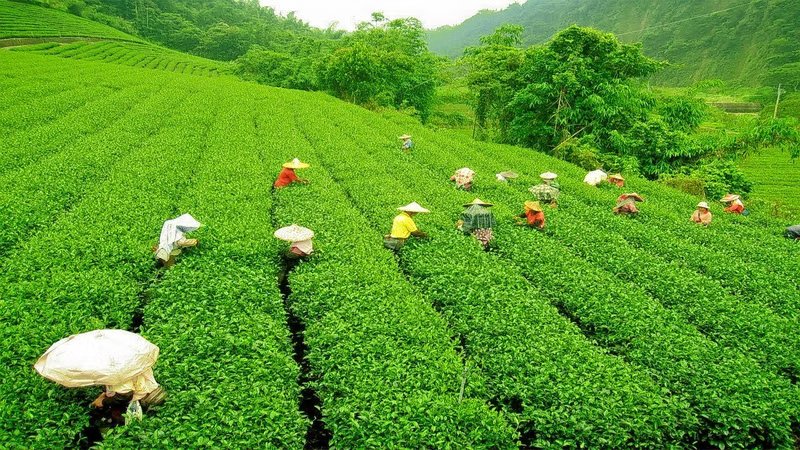 Palampur